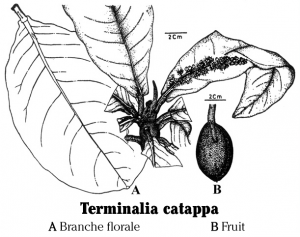 Terminalia pour soigner vos poissons d'aquarium