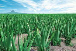 Culture intensive d'Aloe vera