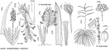 Planche de différentes espèces