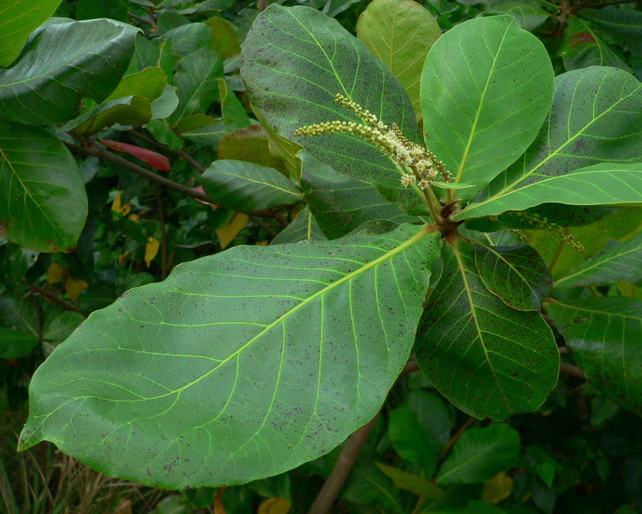 Terminalia cattapa feuilles