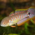 Peacock gudgeon (Tateurndina ocellicauda) - mâle - en aquarium.