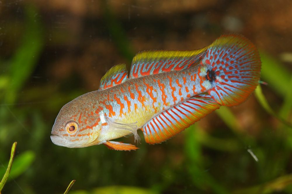 Peacock gudgeon (Tateurndina ocellicauda) - mâle - en aquarium.