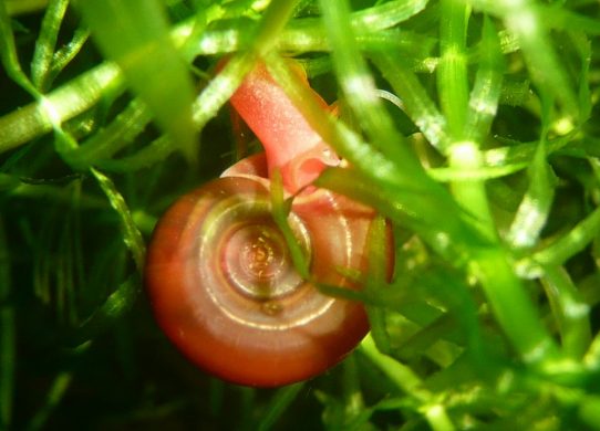 escargot planorbe indispensable pour les aquariums