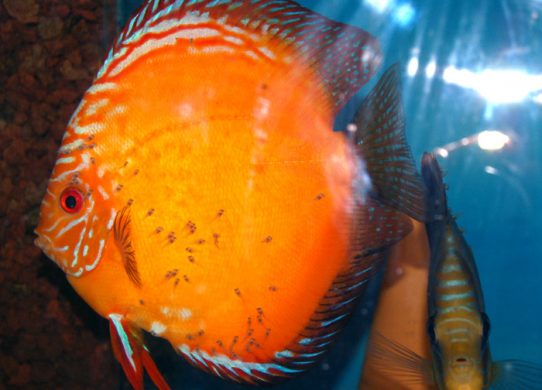Discus larves sur le dos des parents