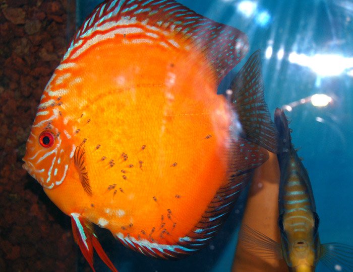 Discus larves sur le dos des parents