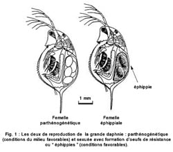 Fig1 - Les deux formes de reproduction de la grande daphnie