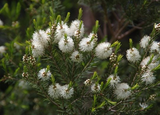 La mélaleuca alternifolia ( arbre à thé ) – Discus