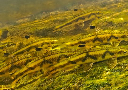 PARODON-GUYANNSIS-pour-la-science-poisson-chantdeleau