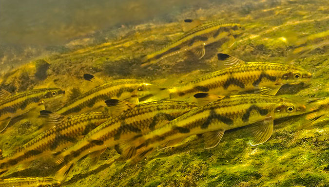 PARODON-GUYANNSIS-pour-la-science-poisson-chantdeleau